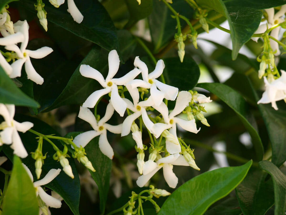 note aromatiche fiori delicati
