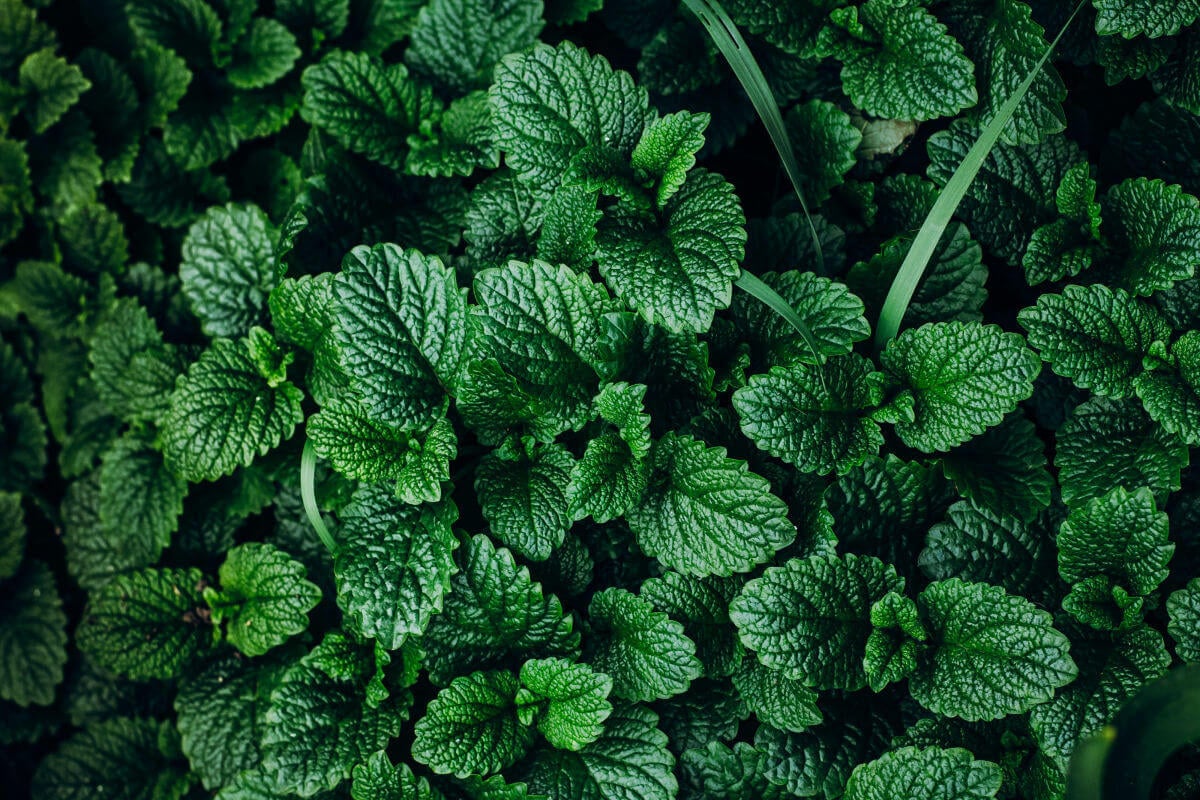 note aromatiche menta