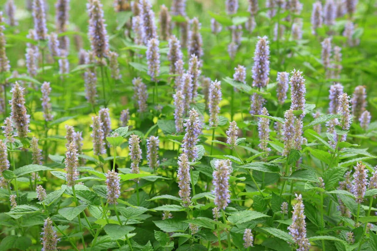 note aromatiche patchouli