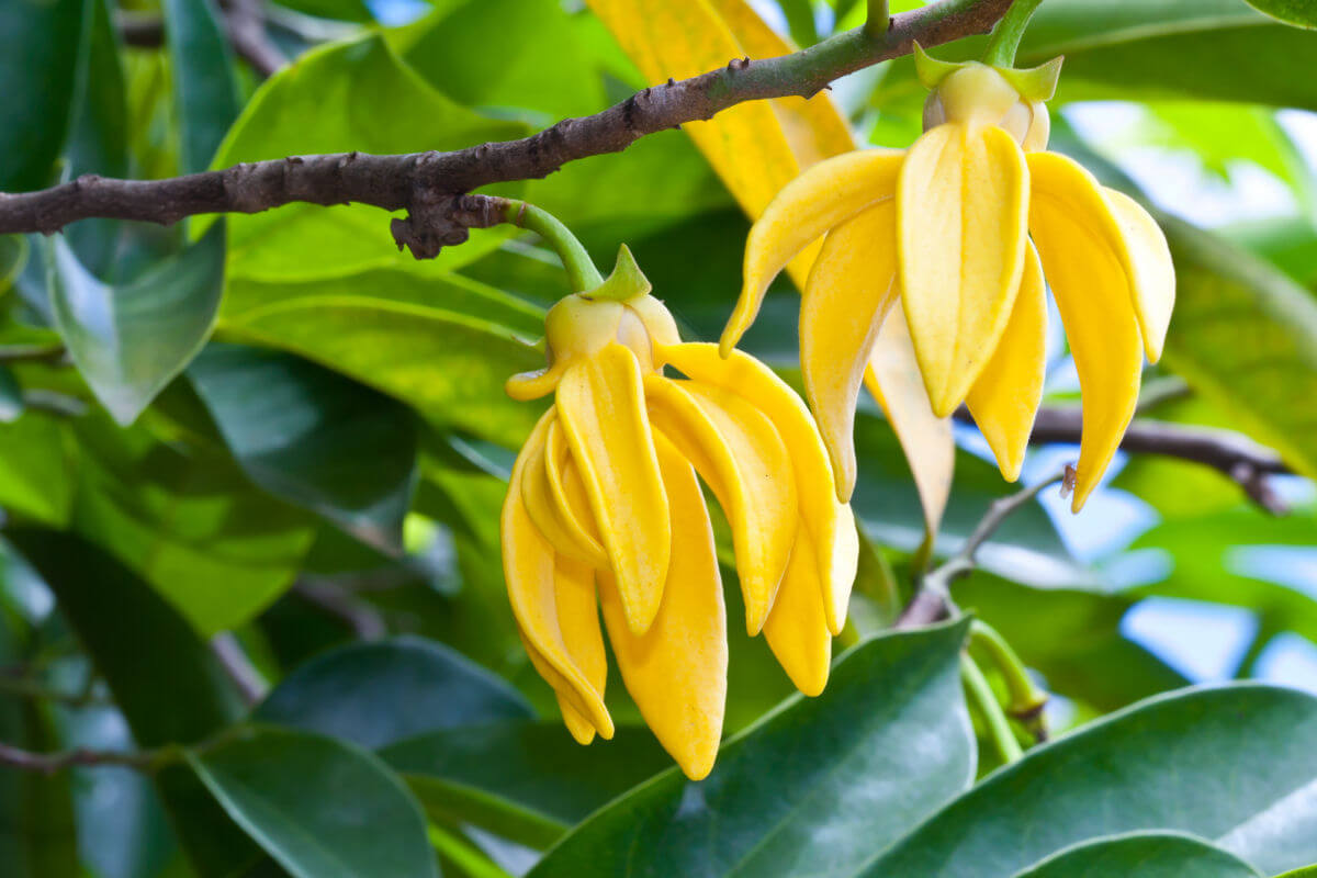 10 fantastici oli essenziali Ylang Ylang