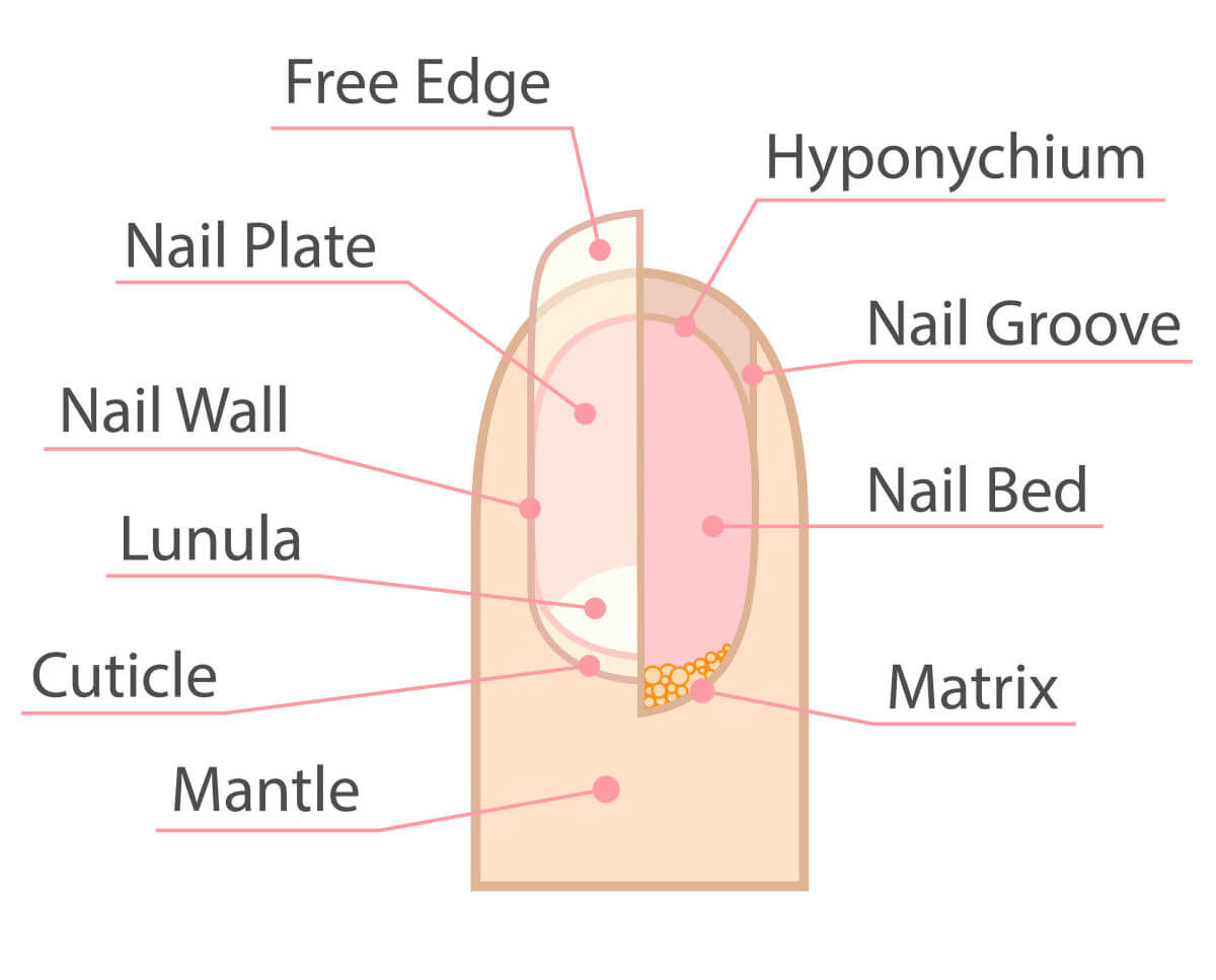 Anatomia dell'unghia