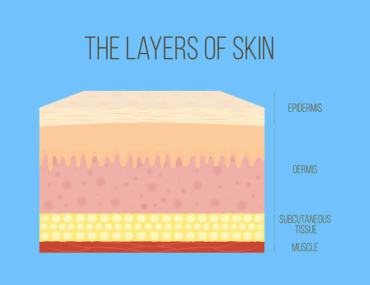 Anatomia della pelle