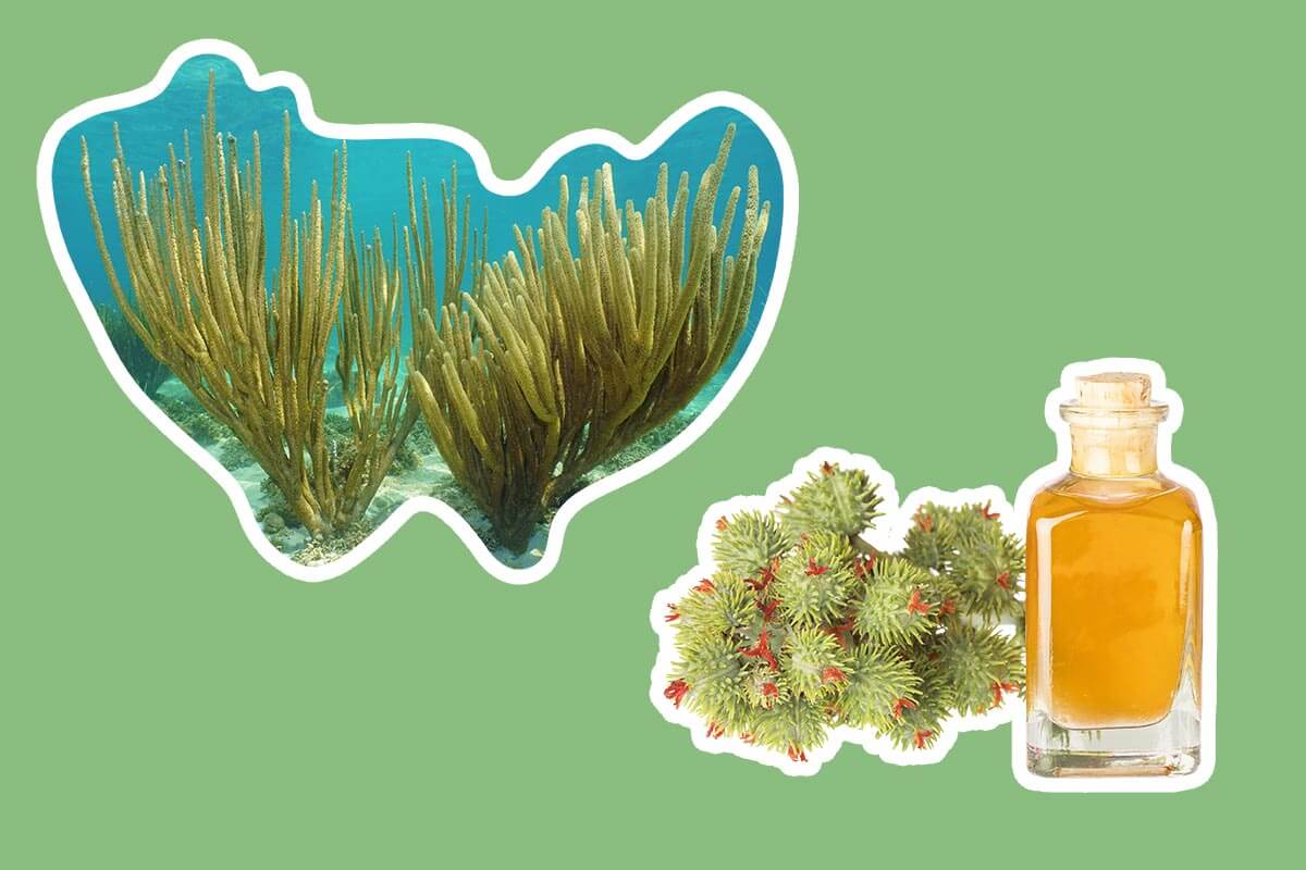 Quali sono le alternative alle prostaglandine