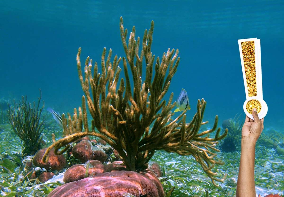 Tutto quello che devi sapere sul Black Sea Rod Oil