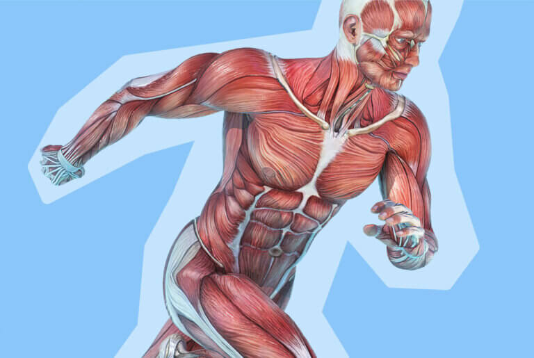 Fibre Muscolari A Contrazione Rapida E Lenta Quali Sono Le Differenze