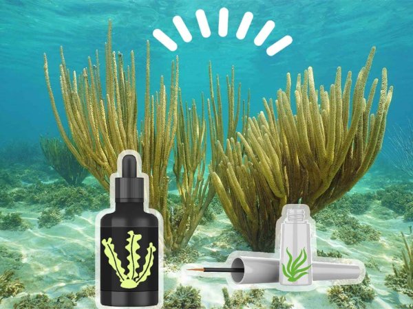 Black Sea Rod Oil un ingrediente naturale e senza ormoni 2